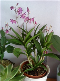 7a41bf65-orhideja dendrobium.JPG